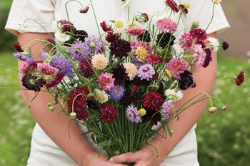 Pincushion Summer Bouquet Mixed