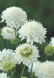 Pincushion Snow Maiden