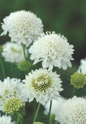 Pincushion Snow Maiden