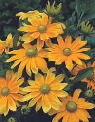 Rudbeckia Prairie Sun