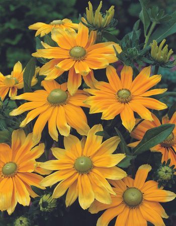 Rudbeckia Prairie Sun