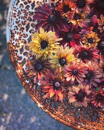 Rudbeckia Sahara