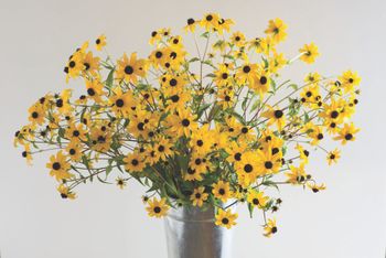 Rudbeckia Golden Delight