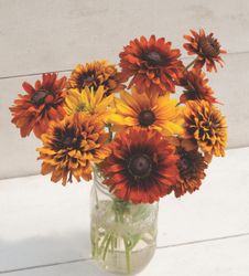 Rudbeckia Cherokee Sunset