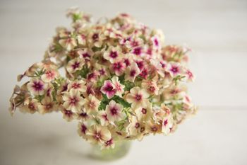 Phlox Cherry Caramel