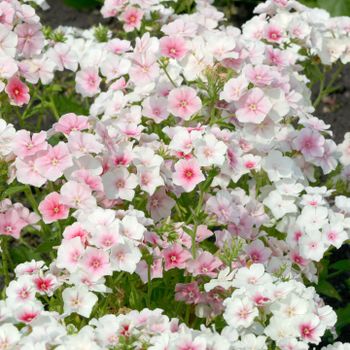 Phlox Blushing Bride