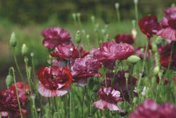 Poppy Pandora
