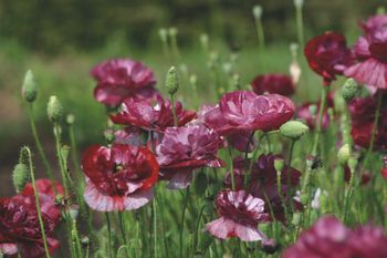 Poppy Pandora