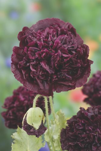 Poppy Black Beauty