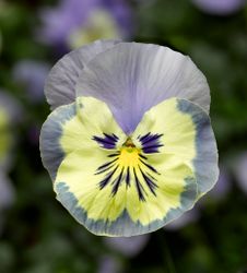 Pansy Vanilla Sky F1