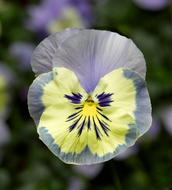 Pansy Vanilla Sky F1