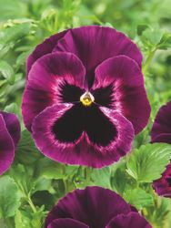 Pansy Cello Neon Purple F1