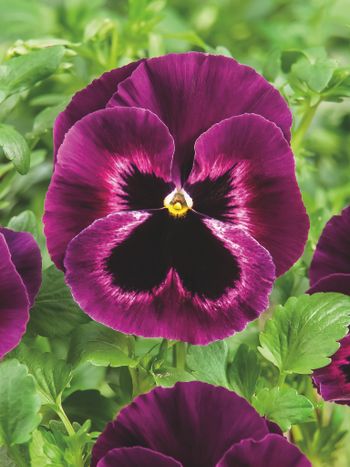 Pansy Cello Neon Purple F1