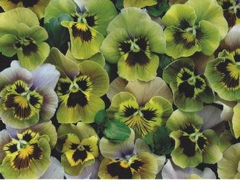 Pansy Envy