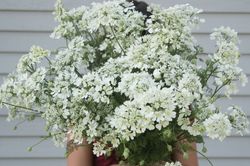 Blomsterkörvel White Lace