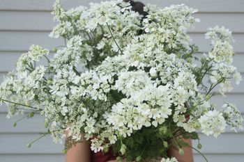 Orlaya Grandiflora White Lace