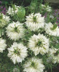 Nigella Miss Jekyll White