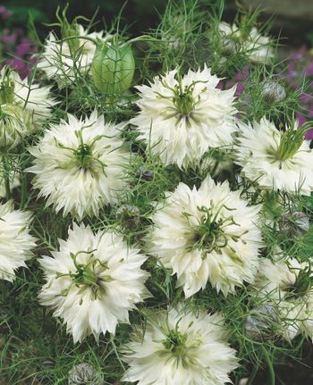 Nigella Miss Jekyll White