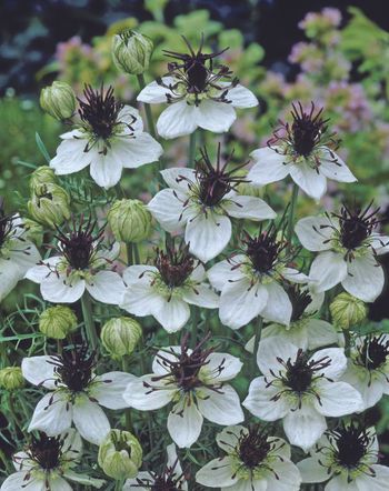 Nigella African Bride