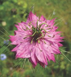 Nigella Rosy Hues