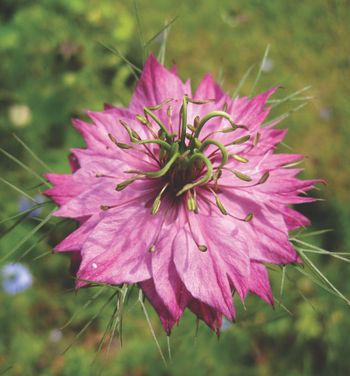 Nigella Rosy Hues