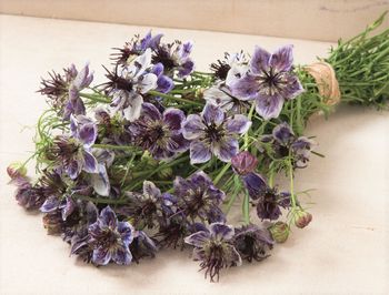 Nigella Delft Blue