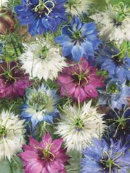 Nigella Persian Jewels