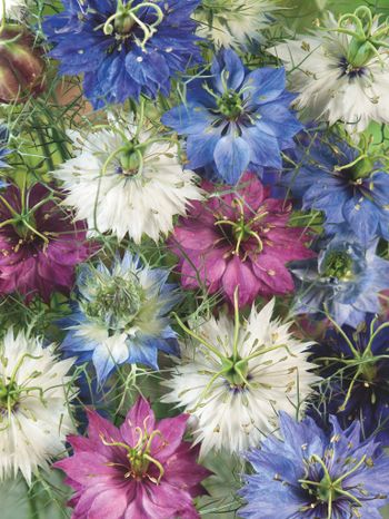 Nigella Persian Jewels