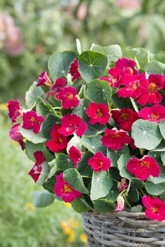 Nasturtium Baby Deep Rose