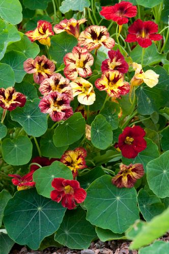 Nasturtium Bloody Mary