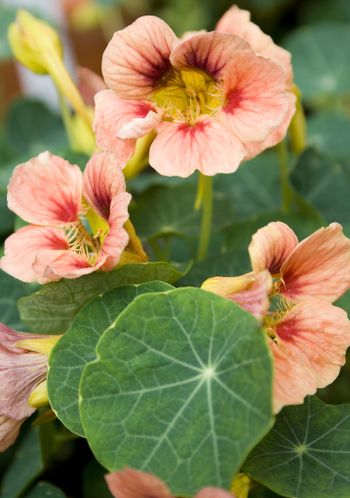 Nasturtium Ladybird Rose