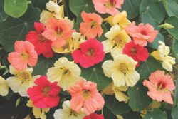 Blomsterkrasse Tropical Fruits Mixed