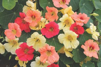 Nasturtium Tropical Fruits Mixed