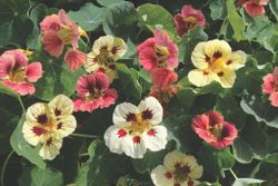 Blomsterkrasse Little Ladybugs