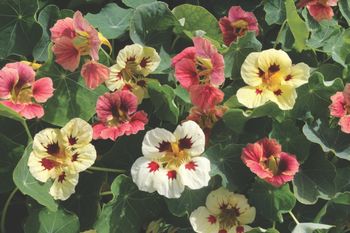 Nasturtium Little Ladybugs