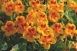 Blomsterkrasse Yellow Troika