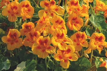 Nasturtium Yellow Troika