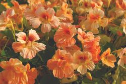 Nasturtium Caribbean Crush