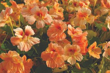 Nasturtium Caribbean Crush