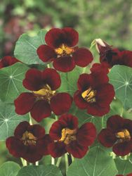 Nasturtium Black Velvet