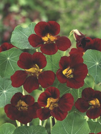 Nasturtium Black Velvet