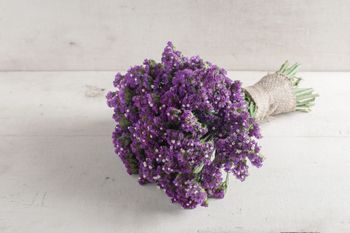 Statice Seeker Purple