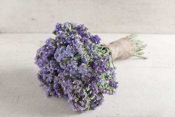 Statice Seeker Pastel Blue
