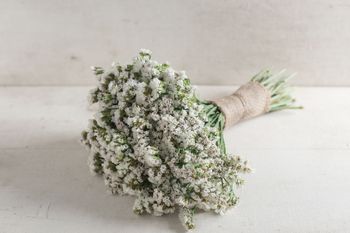 Statice Seeker White
