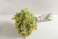 Statice Seeker Lemon