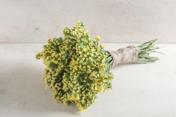 Statice Seeker Lemon