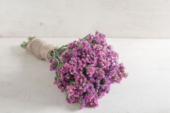 Statice Seeker Rose Shades