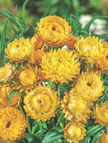 Strawflower Lemon Yellow