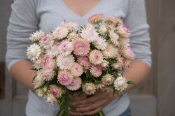 Strawflower Silvery Rose