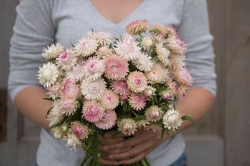 Strawflower Silvery Rose